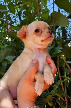 Chihuahua Filhotes Fmea  Venda - Parcelamos