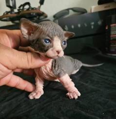 Sphynx Bambino