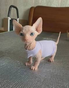 Venda -  Sphynx - O Gato Sem Pelos