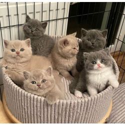 Gatinhos British Shorthair disponveis