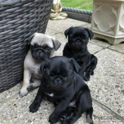 Cachorros Pug Fulvo e Preto