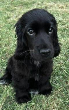 Cocker Spaniel Ingls
