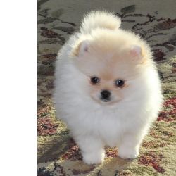 Spitz Ano Pomerania
