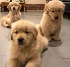 Golden Retriever/ 10x Sem Juros /entregamos / Com Garantias