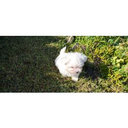 Bichon malts criado em ambiente familiar disponvel para entrega imediata desparasitado vacinado p