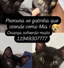 Gatinha Preta Sumiu Domingo Satlite !