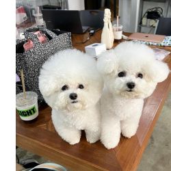 Cachorros Bichon Frise fofos e inteligentes