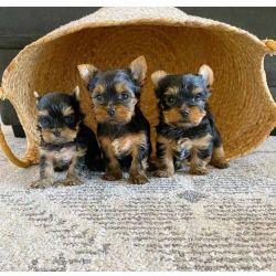 Cachorros Chihuahua de Pelo Longo e Curto
