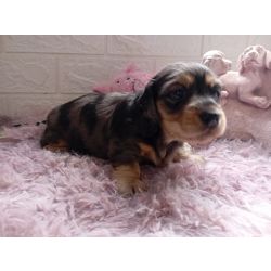DACHSHUND TECKEL PELO LONGO MINIATURA  MERLE E CREME