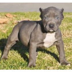 Cachorros American Pit Bull Terrier lils e vermelho
