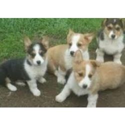 Cachorros Pembroke Welsh disponveis