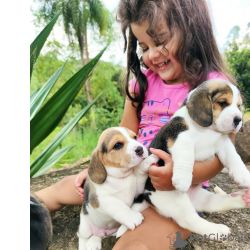 Cachorros Beagle disponveis