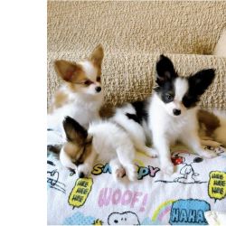 Lindos cachorros Papillon disponveis