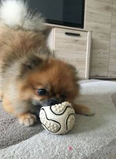 Cachorro Lulu Da Pomerania Presenteie Sua Famlia!