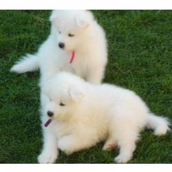 Cachorros de Samoieda fofos prontos