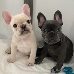 Cachorros Bulldog Francs prontos