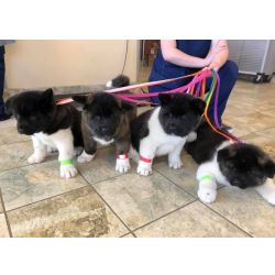 Cachorros Akita disponveis