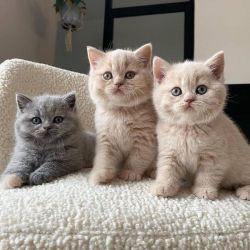Gatinhos British Azuis