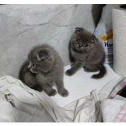 Lindos gatinhos Scottish Fold