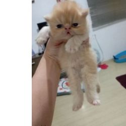 Filhote de persa Todo animal  uma vida cuide com amor e respeito