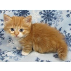 Gatinhos Munchkin saudveis
