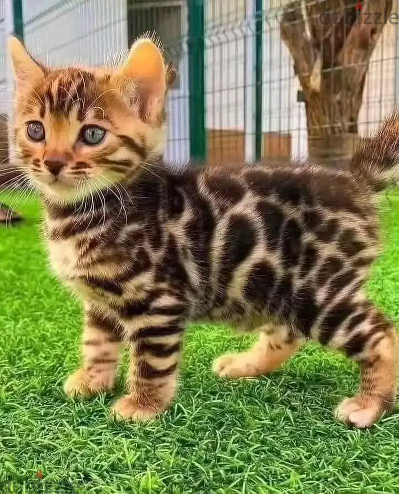 Gatinhos de Bengala saudveis