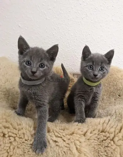 Gatinhos azuis russos treinados para fazer xixi