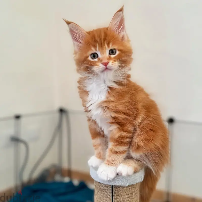 Gatinhos Maine Coon excepcionais