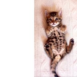 Filhote de bengal um gatinho de estimao para o seu lar e seu conforto