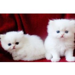 Gatinhos persas de raa pura