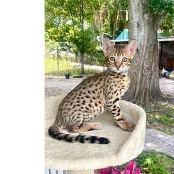 Gatinhos fofos Savannah disponveis