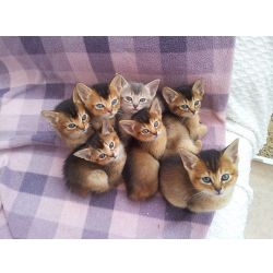 Lindos gatinhos abissnios disponveis