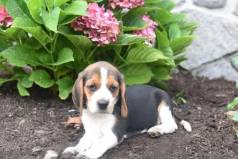 Filhotes De Beagle Macho E Femea Com Benefcios