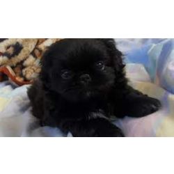 Filhotinhos de shih-tzu