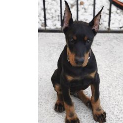 Doberman Alegria em forma de patas e pelo