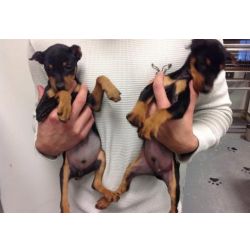 Cachorros Pinscher Miniatura Fofos