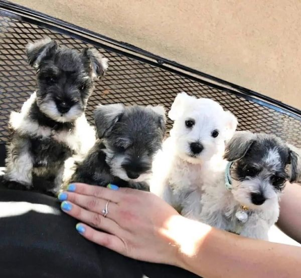 Cachorros Schnauzer Miniatura Saud�veis