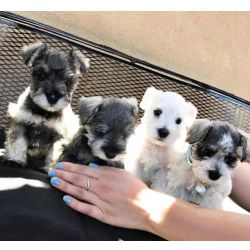 Cachorros Schnauzer Miniatura Saudveis