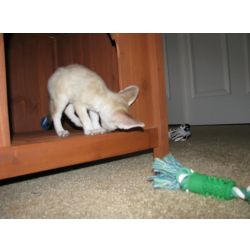 Raposas Fennec treinadas em casa