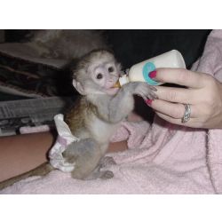 Macacos-prego machos e fmeas