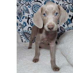 Excelentes Cachorros Weimaraner