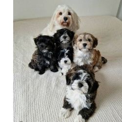 Cachorros Havanese acessveis disponveis