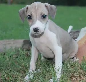 Cachorros galgo italiano disponveis