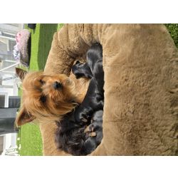 Yorkshire Terrier