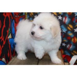 Cachorros Coton De Tulear