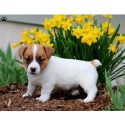 Cachorros Jack Russell