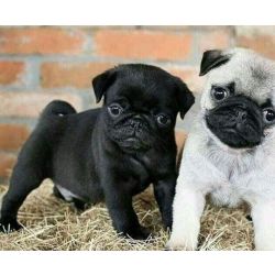Cachorros Pug Saudveis