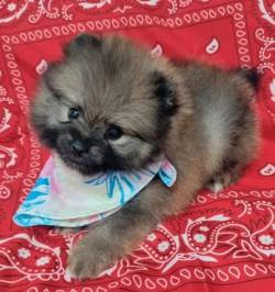 Filhote Lulu Pomerania Mini