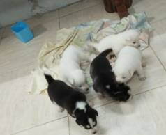 Husky Siberiano Filhotes