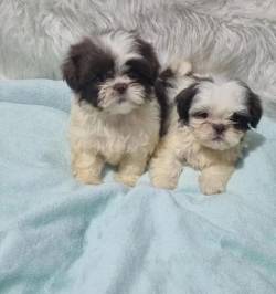 Dois Filhotes Shih Tzu - Lindos E Brincalhes
